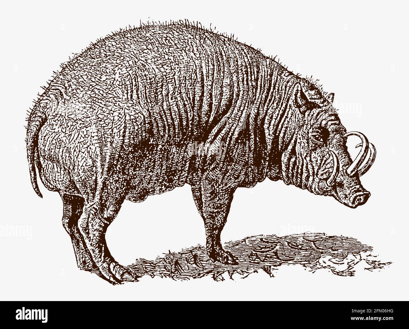 Threatened Buru babirusa, babyrousa babyrussa with distinctive tusks in profile view, after an antique engraving from the 19th century Stock Vector