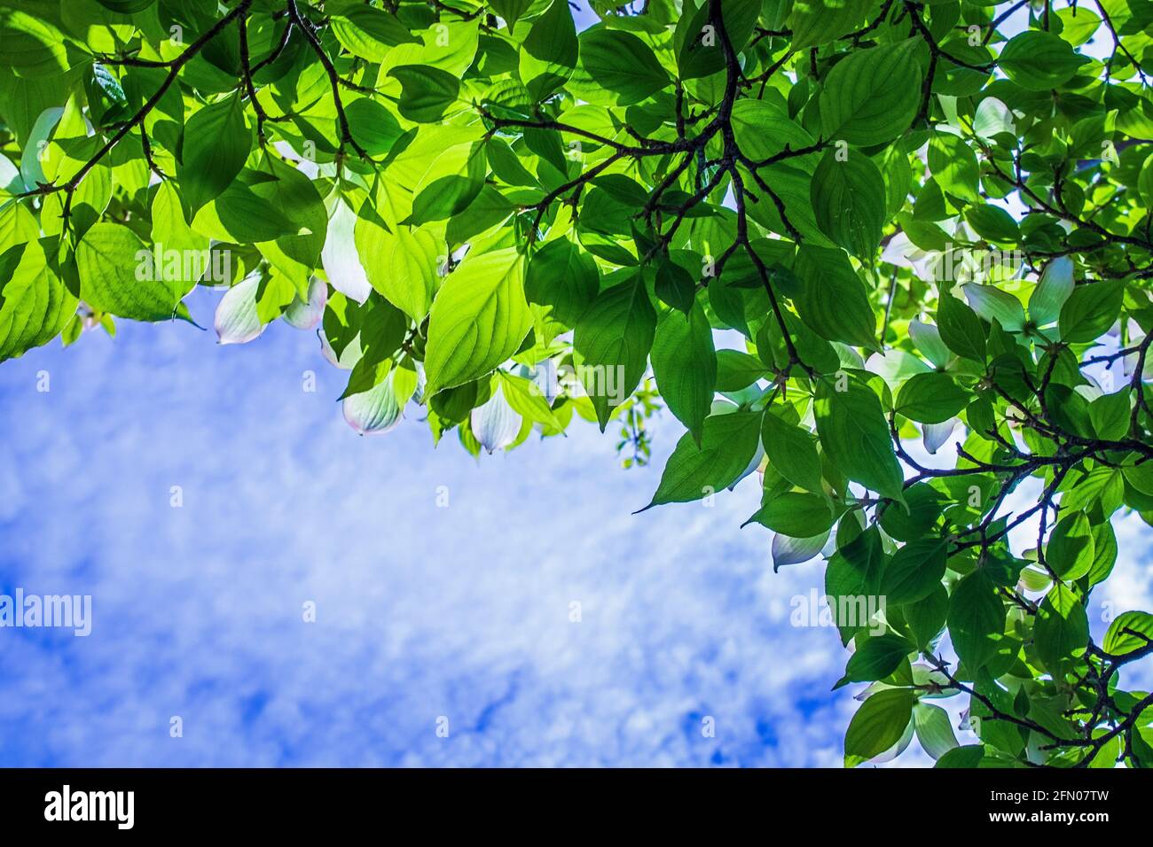Looking up through the green leaves of a dogwood tree to the blue cloudy sky Stock Photo