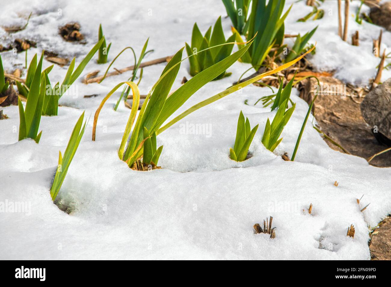 Iris shoots growing in the snow in early spring - selective focus Stock Photo