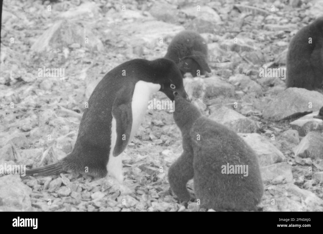 Mr Forbush and the Penguins, 1971, Film Stock Photo - Alamy
