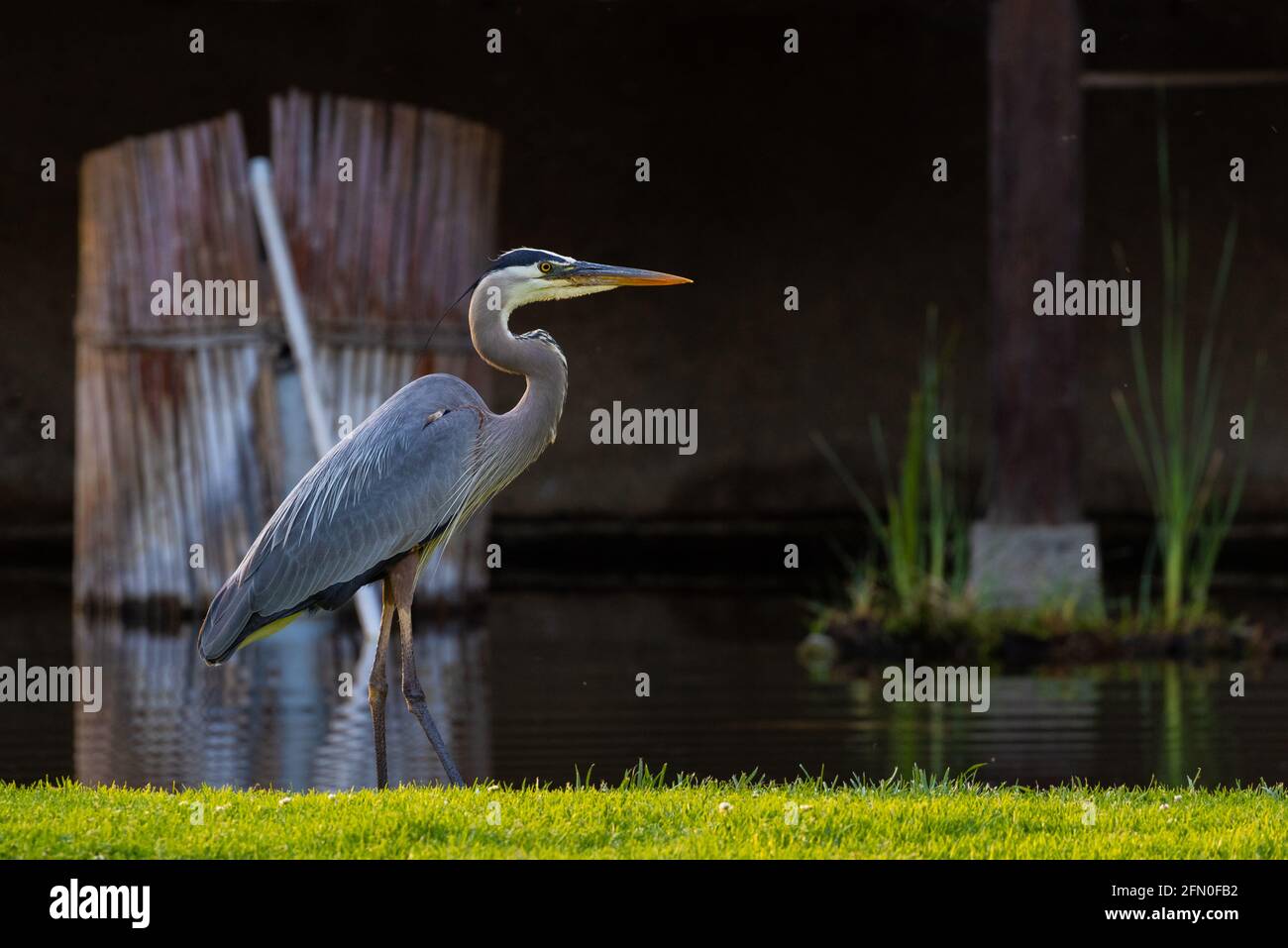 Blue Heron by a pond Stock Photo