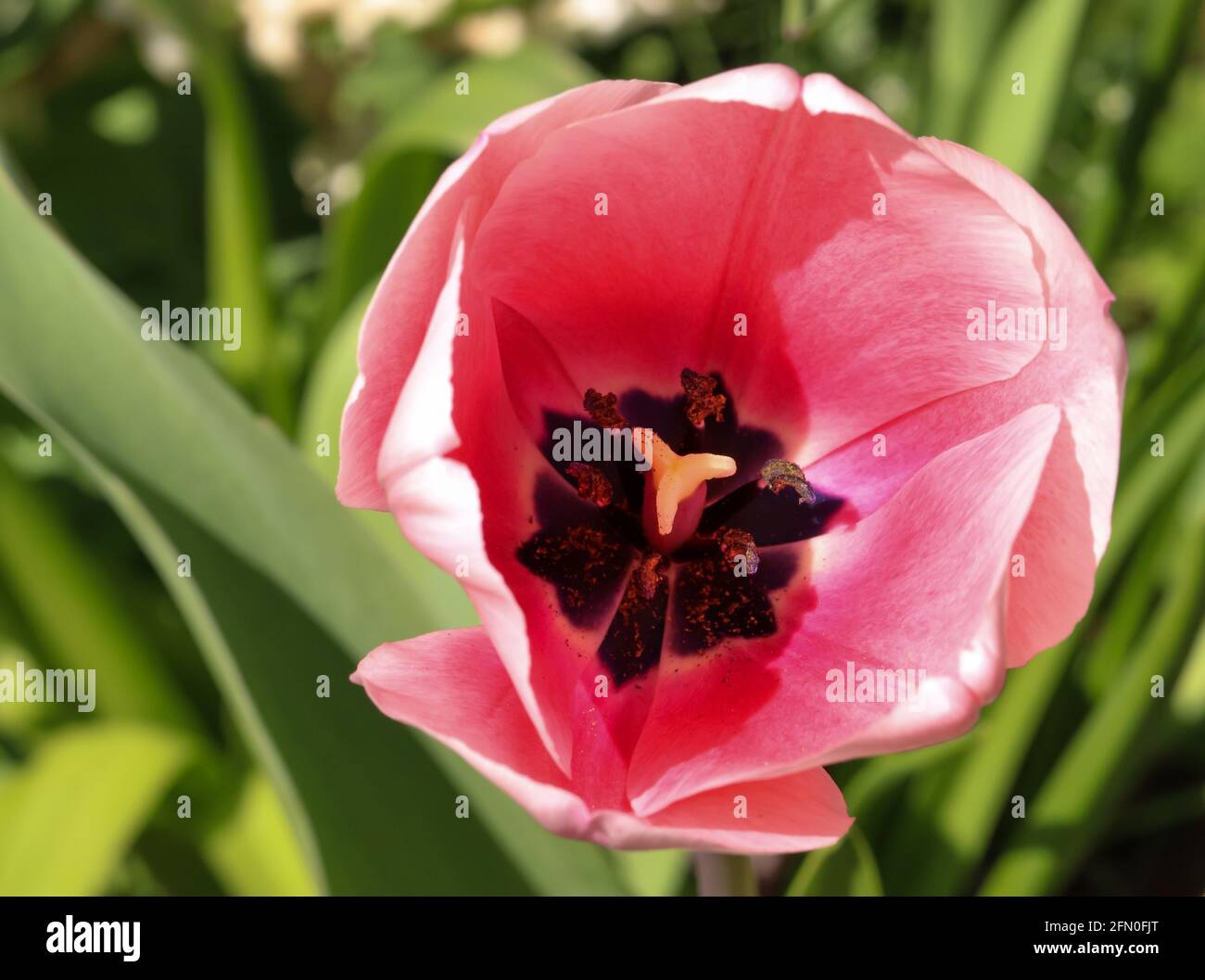 Close-up macro shot of a pink tulip on a sunny early spring afternoon Stock Photo