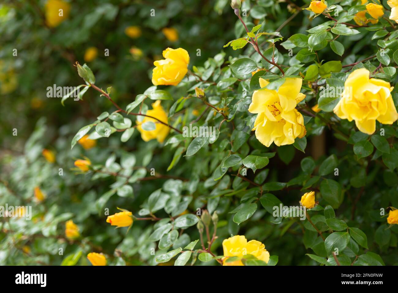 Bush with yellow roses. A large rosehip with yellow flowers. Flowers from the garden of Bratislava Castle. Stock Photo