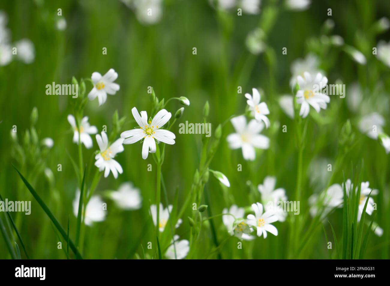 many white stellaria holostea flowers on the green grassy meadow Stock Photo