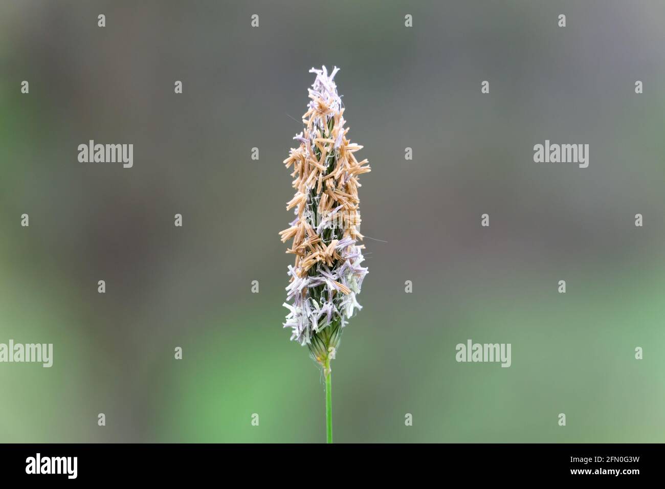 Alopecurus pratensis blossom close up macro isolated Stock Photo