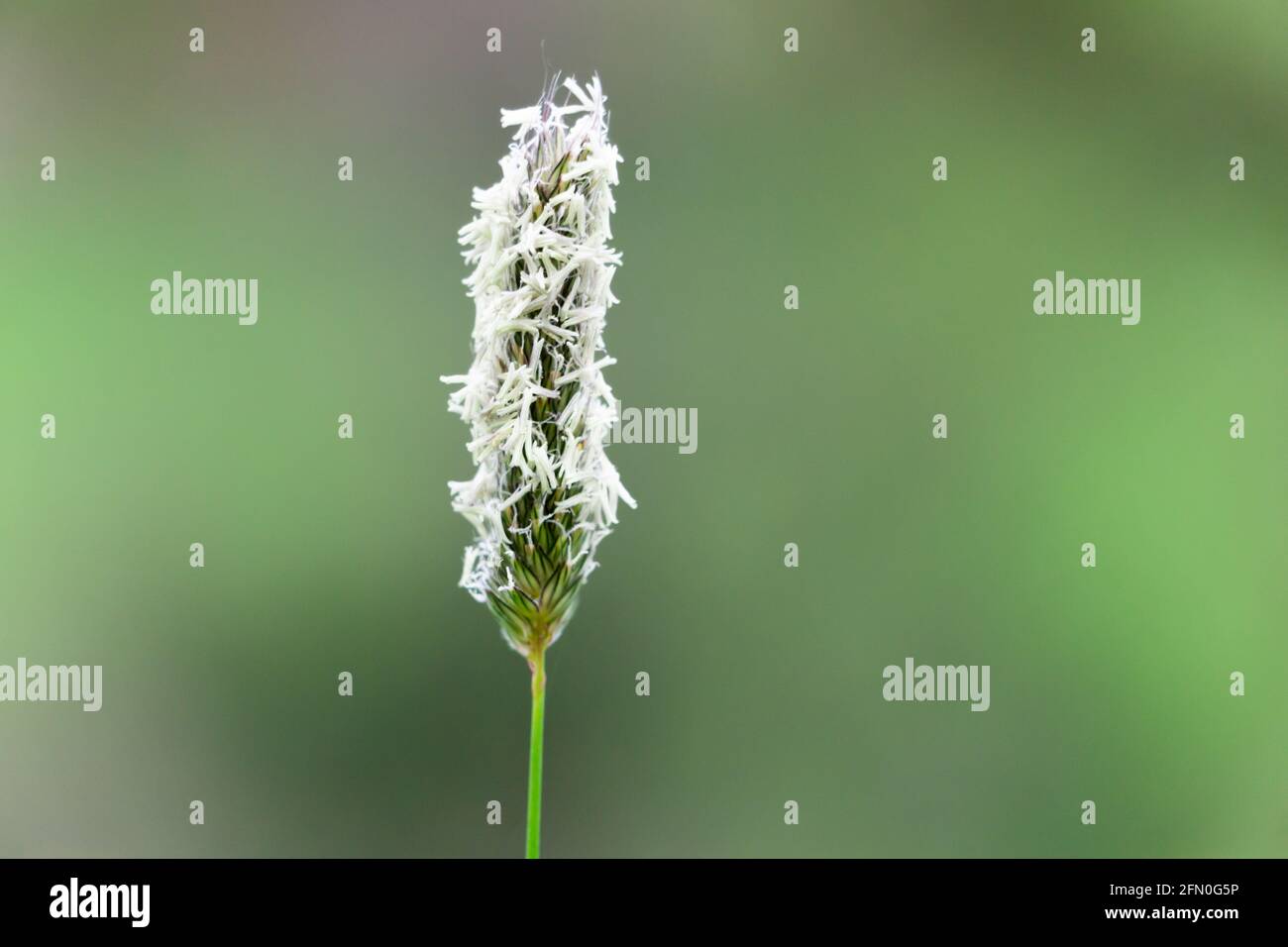 Alopecurus pratensis blossom close up macro isolated Stock Photo