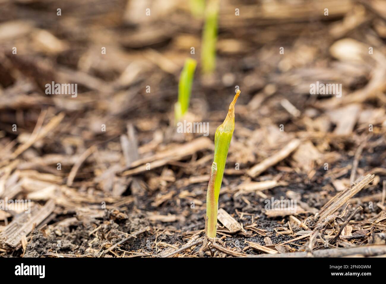 Corn plant leaf damage from frost and freezing weather.  Cold weather damage, crop insurance claim and farming concept Stock Photo