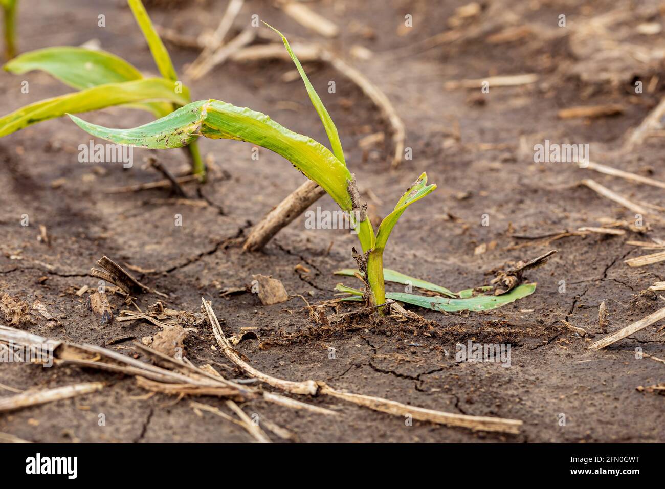 Corn plant leaf damage from wind and hail.  Storm damage, crop insurance claim and farming concept Stock Photo