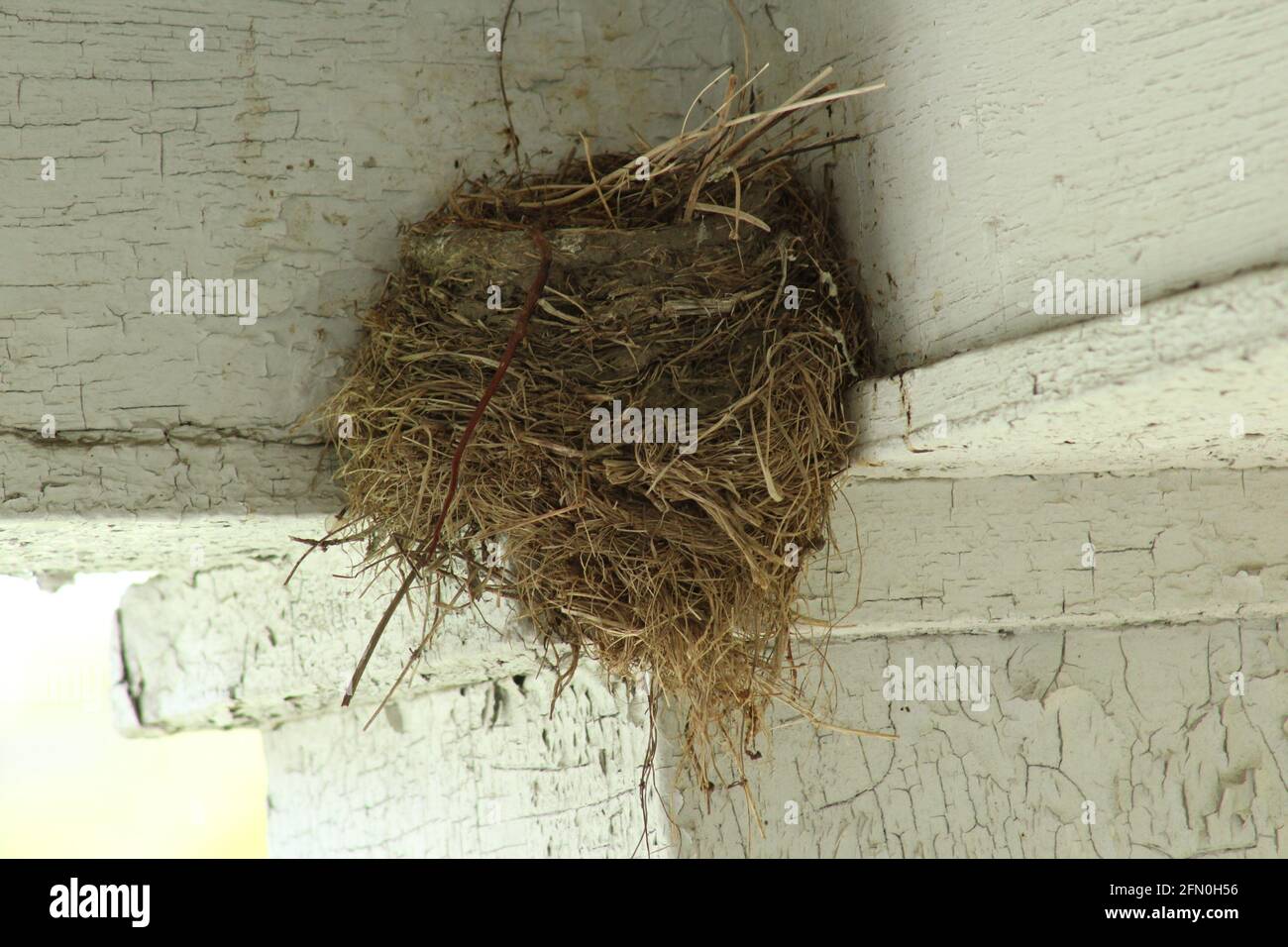House finch bird nest in a corner of a porch Stock Photo Alamy