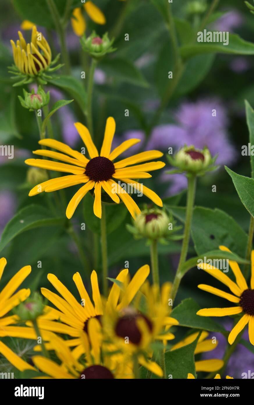 A grouping of yellow coneflowers in a prairie setting Stock Photo