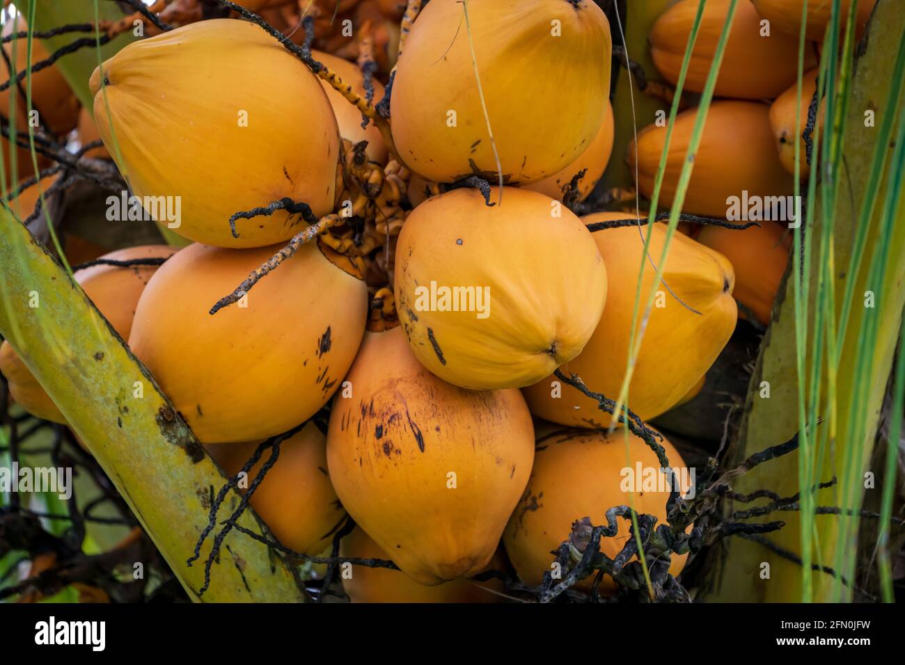 Mango Fruit Peru High Resolution Stock Photography and Images - Alamy