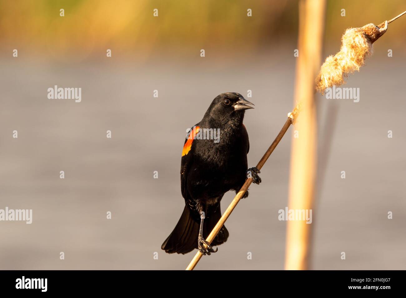 red-winged black bird perched on a cattail Stock Photo