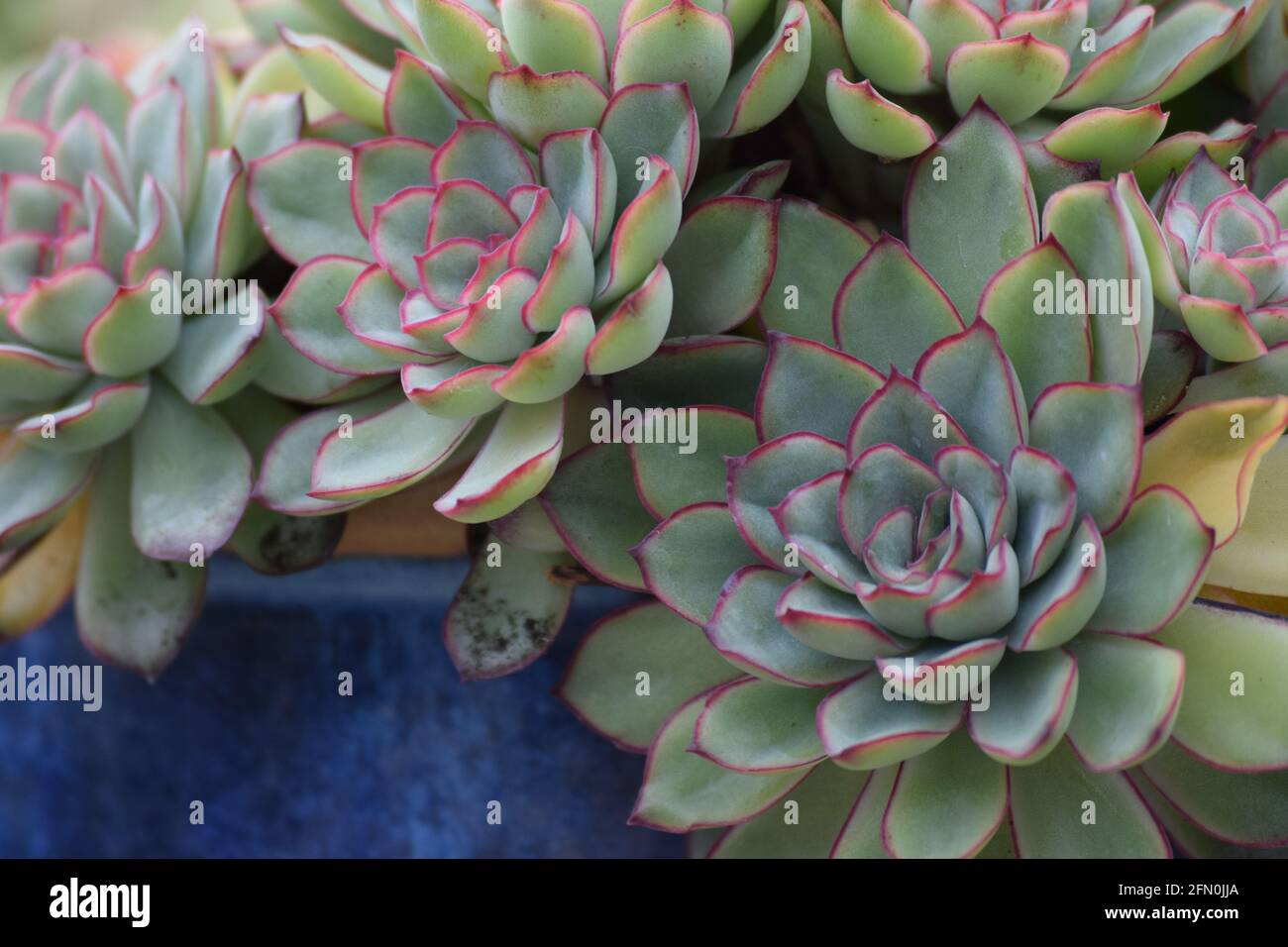 close up of Hen and chicks plant in a pot Stock Photo