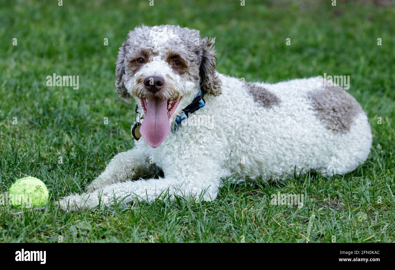3-Year-Old Lagotto Romagnolo puppy male lying down and resting near its toy. Off-leash dog park in Northern California. Stock Photo