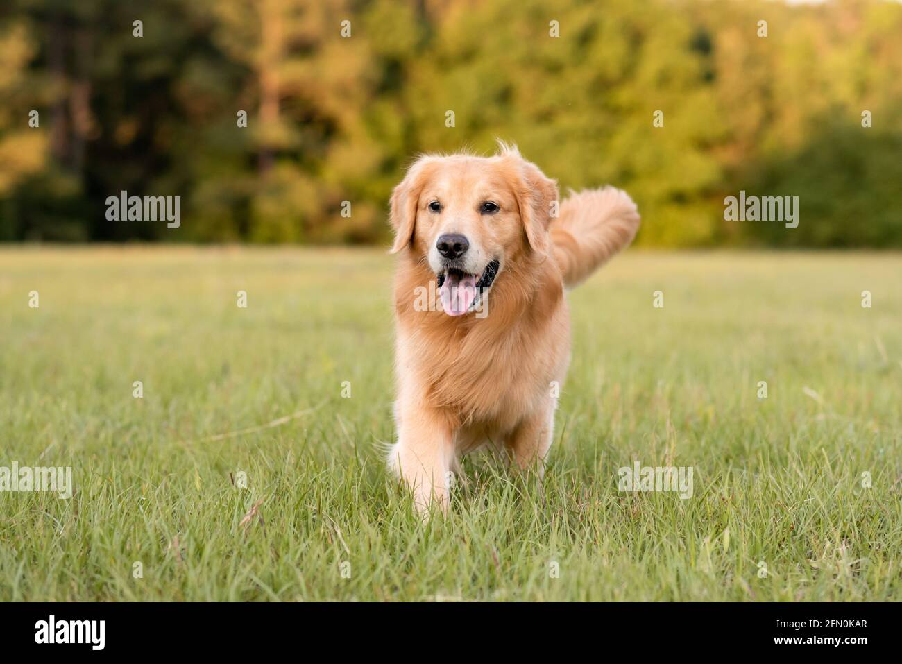 Golden Retriever dog enjoying outdoors at a large grass field at sunset ...