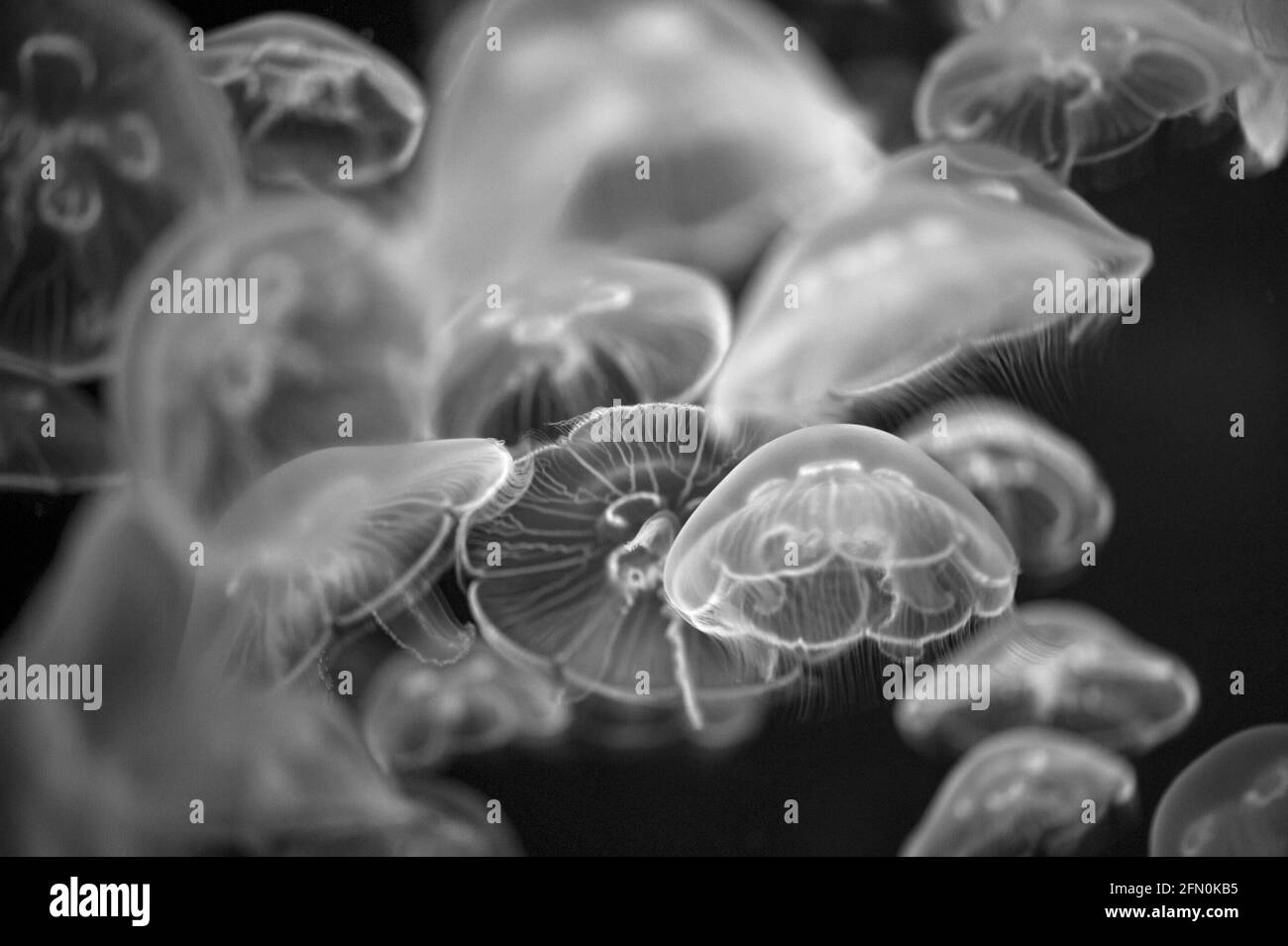 Moon Jelly (Aurelia labiata) jellyfish in Vancouver Aquarium Stock Photo