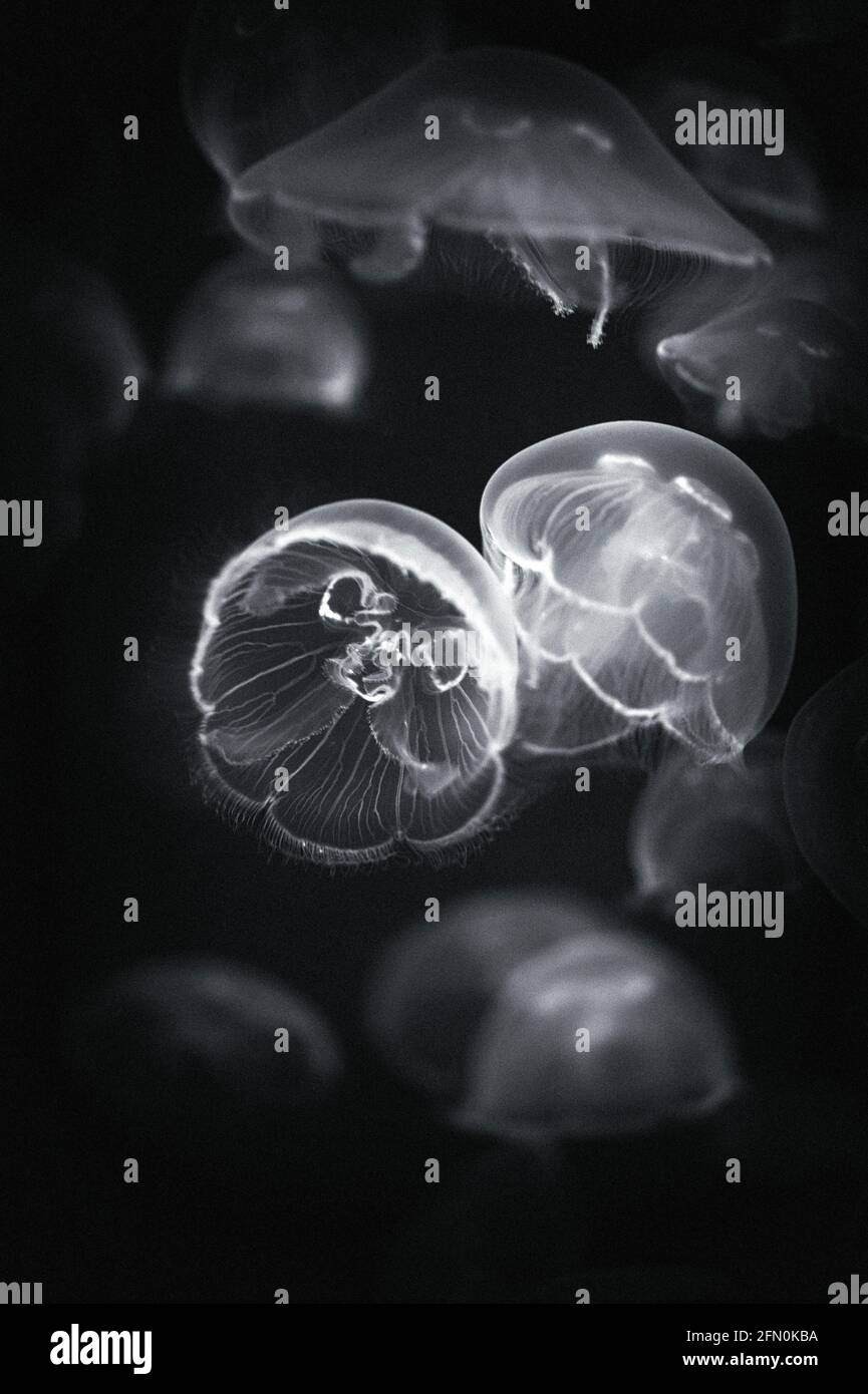 Moon Jelly (Aurelia labiata) jellyfish in Vancouver Aquarium Stock Photo