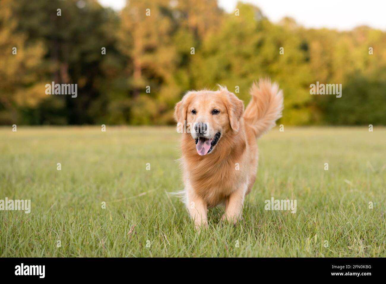 can golden retrievers live outdoors