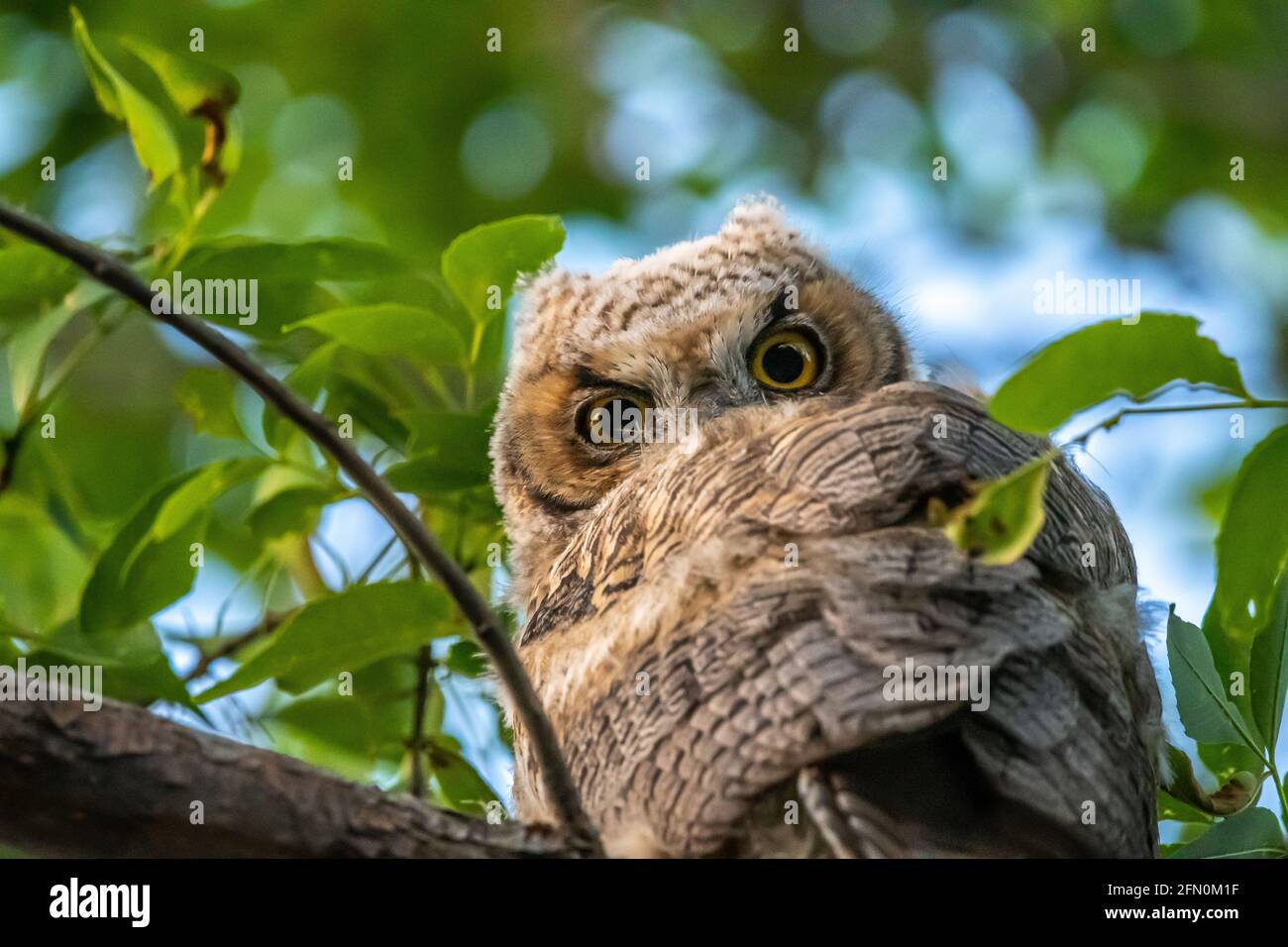 Western Screech Owl near Mount Pleasant City, Utah Stock Photo Alamy