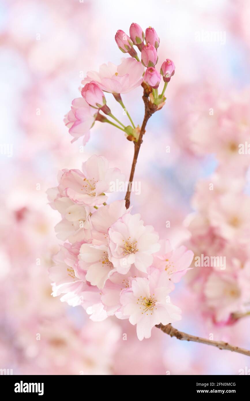 Vertical image of cherry blossoms in bloom in spring in Victoria