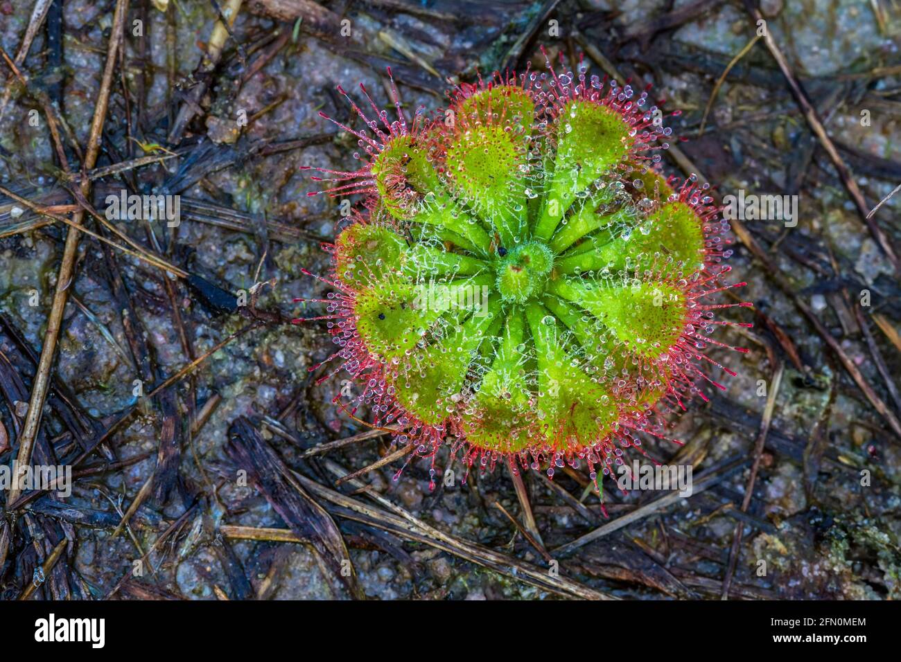 Close up Drosera burmannii Vahl ( Carnivorous plant) with water drop in the morning. Stock Photo