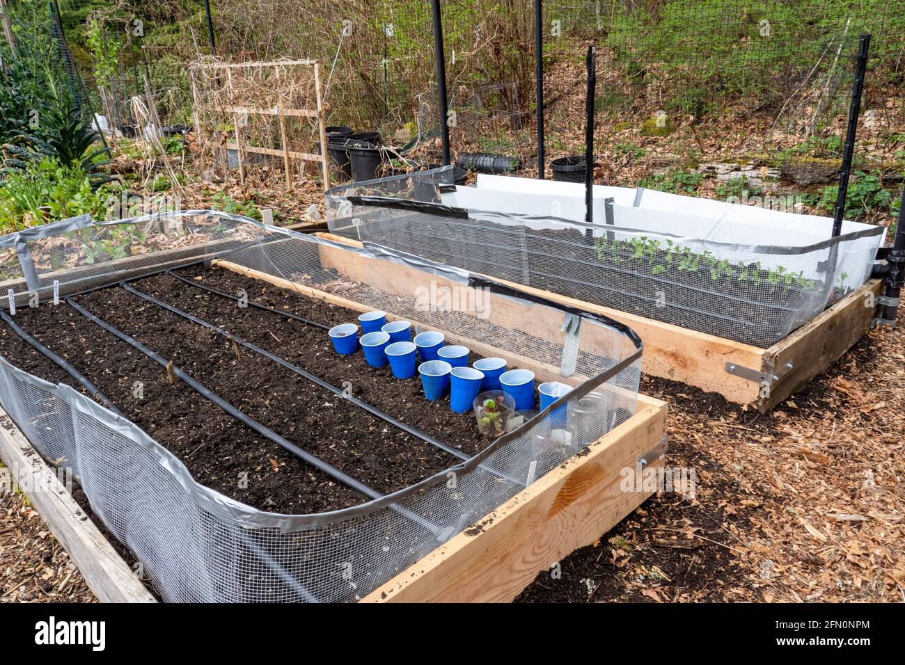 Issaquah, Washington, USA.   Freshly planted raised bed vegetable gardens surrounded by hardware cloth and plastic cups to discourage pests. Stock Photo