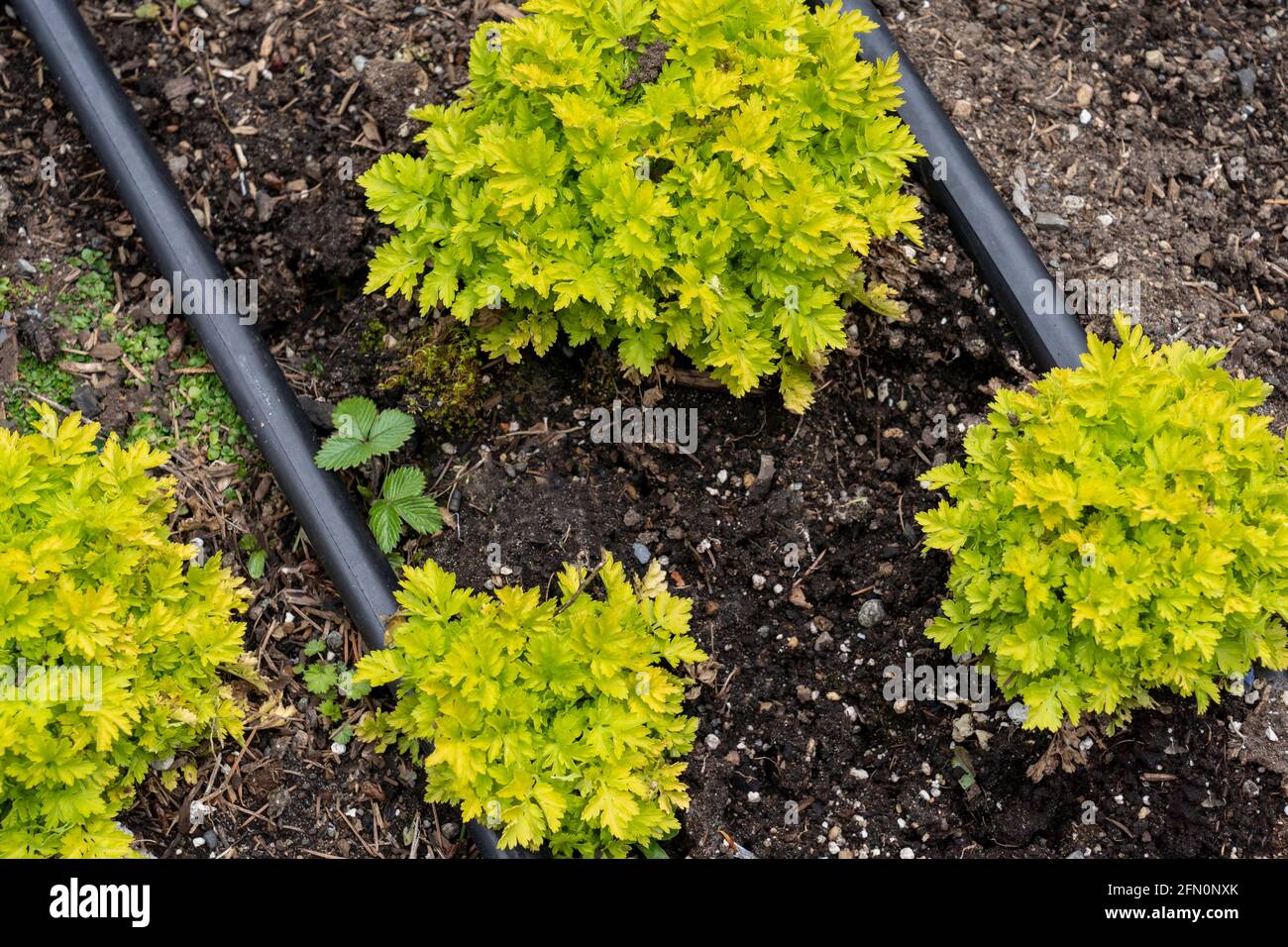 Issaquah, Washington, USA.   Chrysanthemum parthenium syn. Tanacetum parthenium (Common names: Feverfew, Featherfew, Featherfoil, Midsummer Daisy) Stock Photo