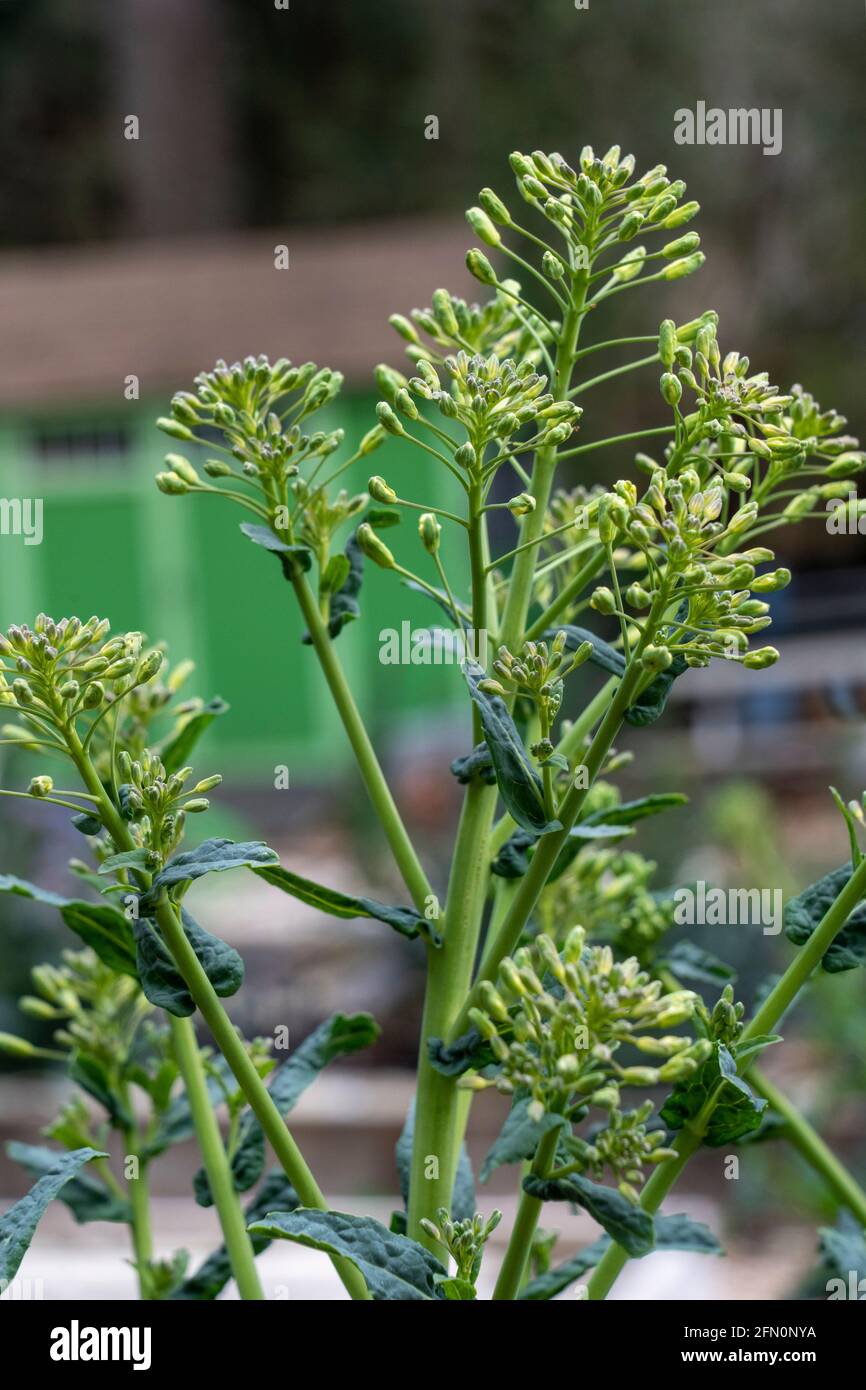 Issaquah, Washington, USA.  Florets on over-wintered Dinosaur kale plants in springtime. Stock Photo