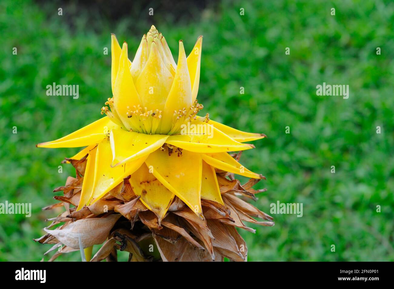 Chinese Yellow Banana Tree Stock Photo Alamy