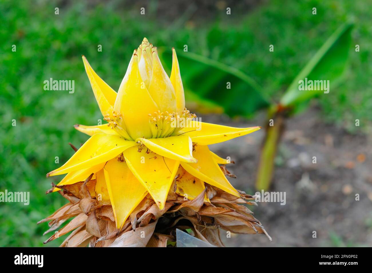 Chinese Yellow Banana Tree Stock Photo Alamy