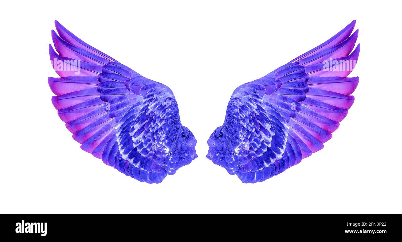 Wings of birds isolated on white background Stock Photo - Alamy