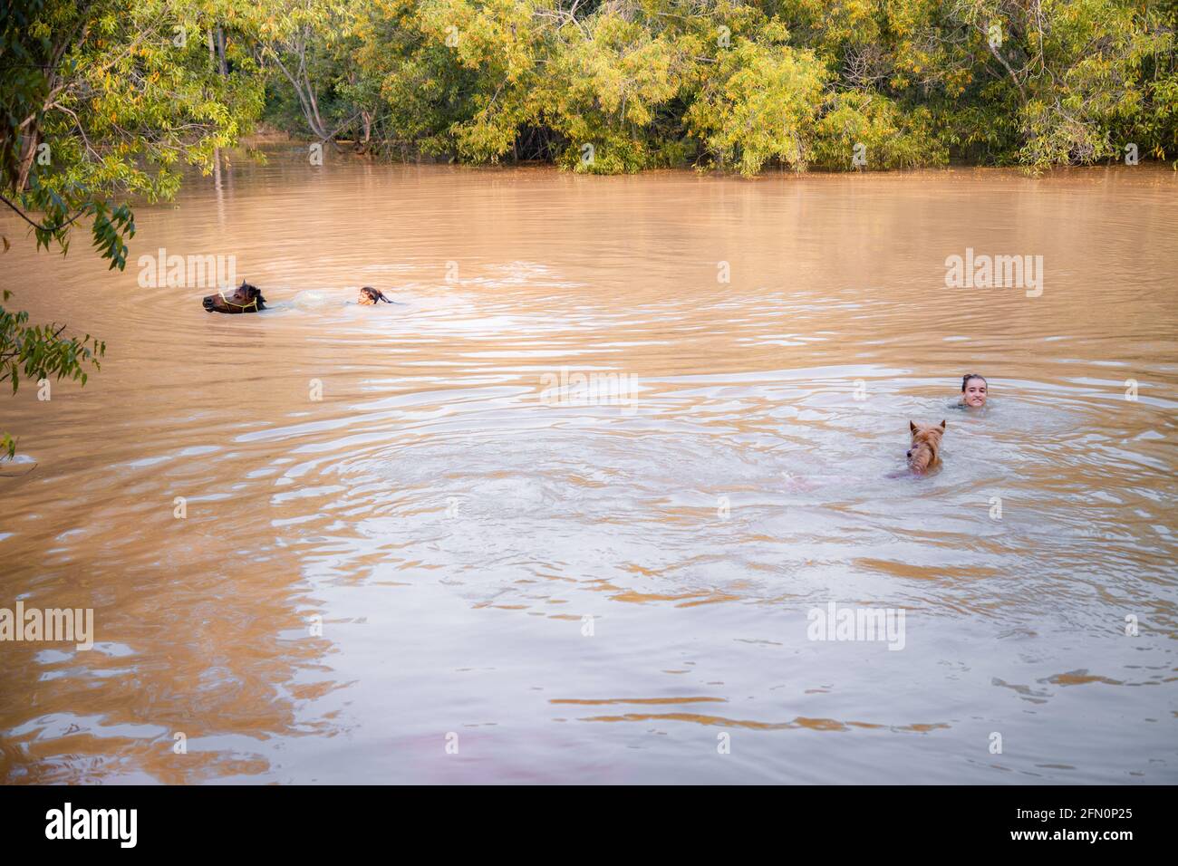 Horse swimming in water Stock Photo