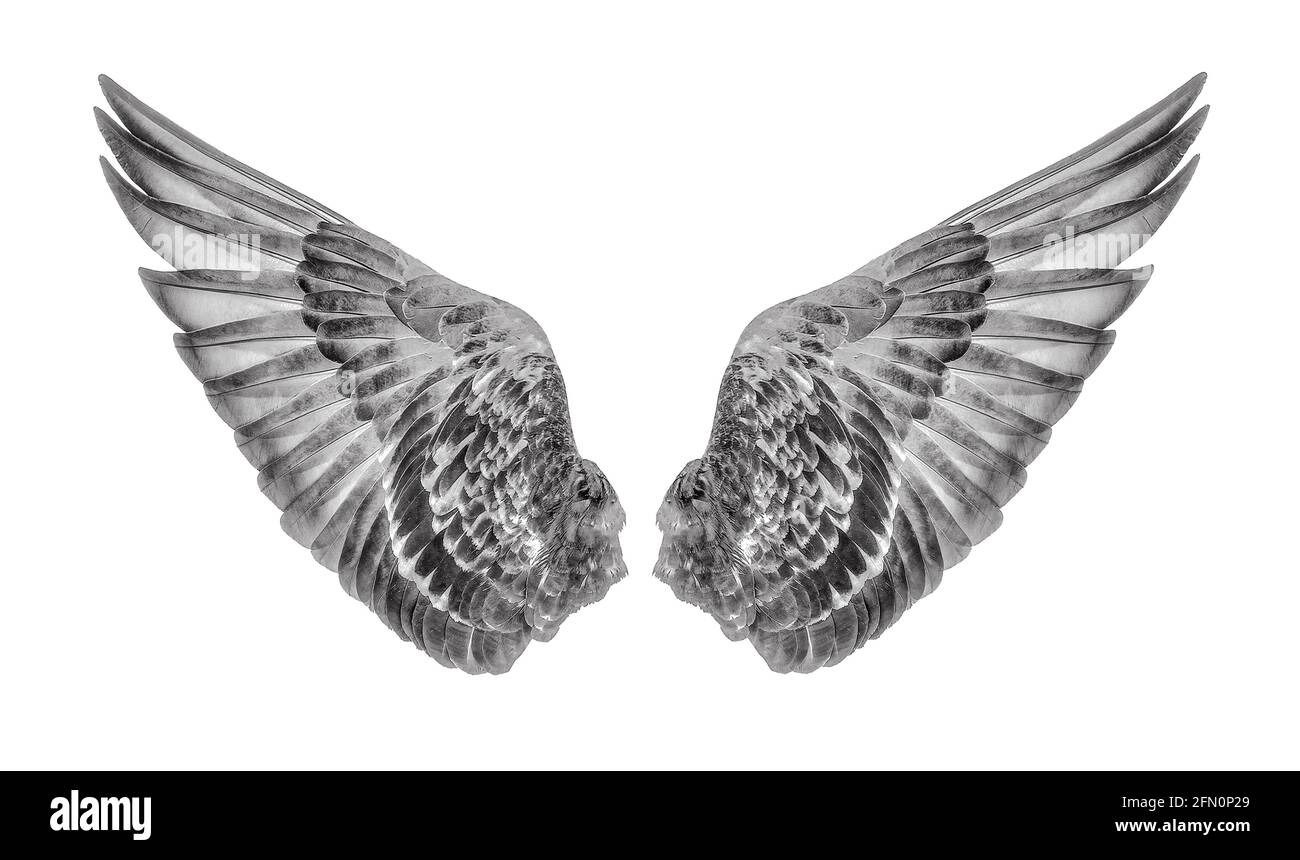 Wings of birds isolated on white background Stock Photo - Alamy