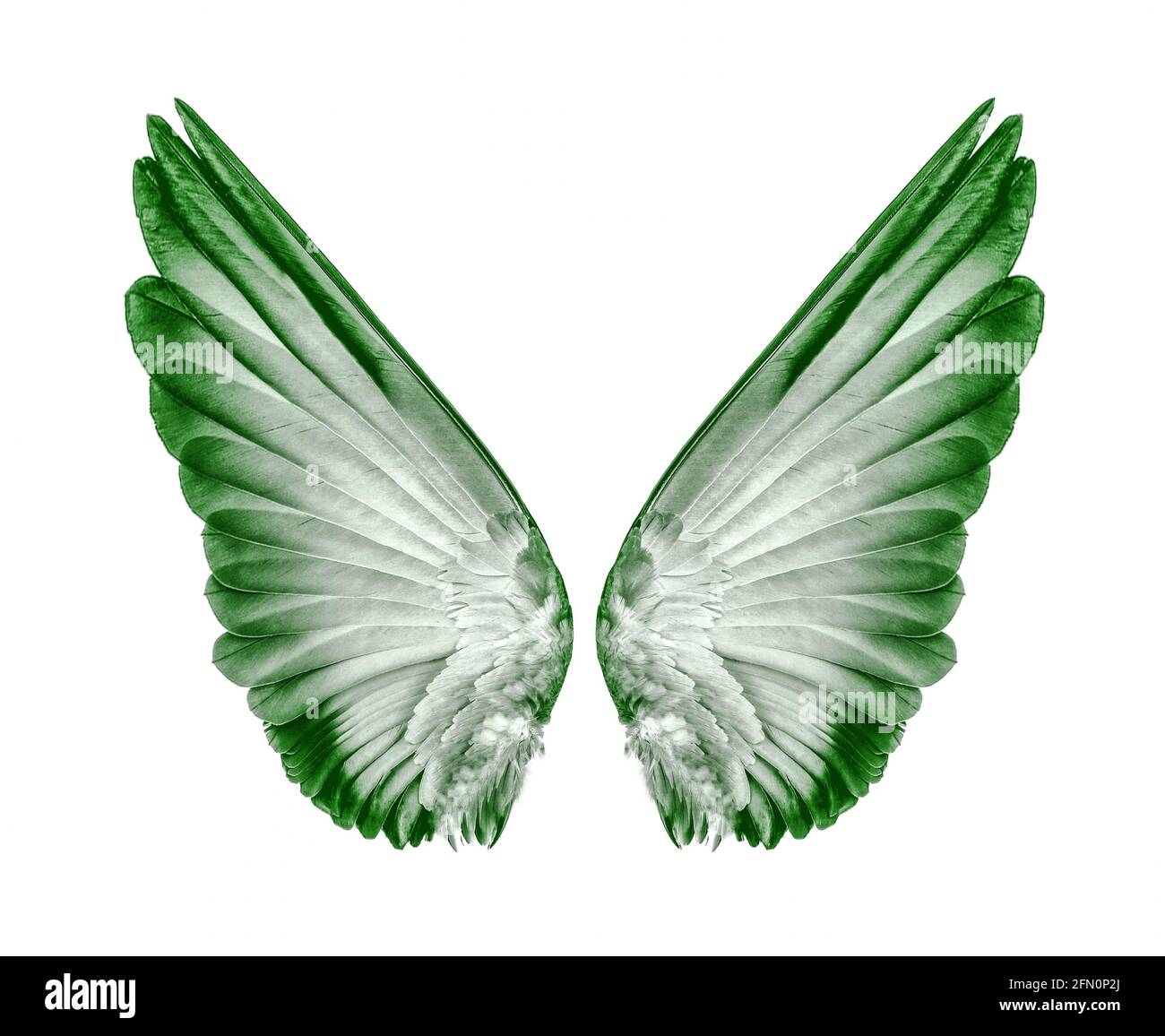 Wings of birds isolated on white background Stock Photo - Alamy