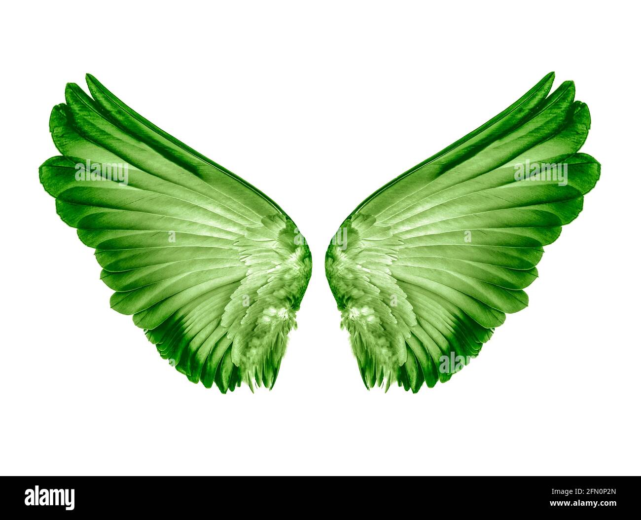 Wings of birds isolated on white background Stock Photo - Alamy