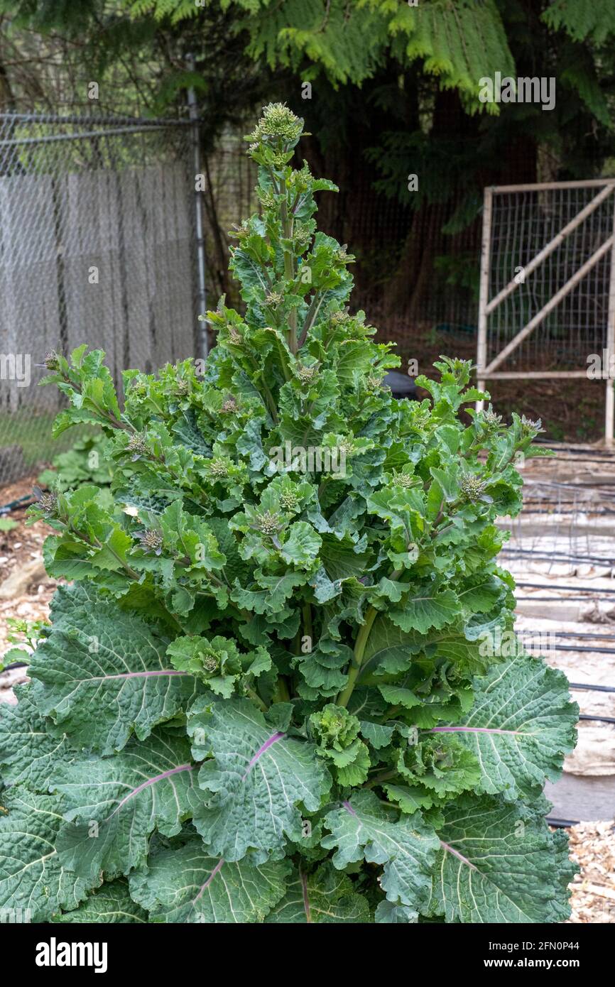 Issaquah, Washington, USA. Overwintered Rainbow Lacinato Kale plant gone to seed.  It is a cross of Lacinato with Redbor kale. Stock Photo