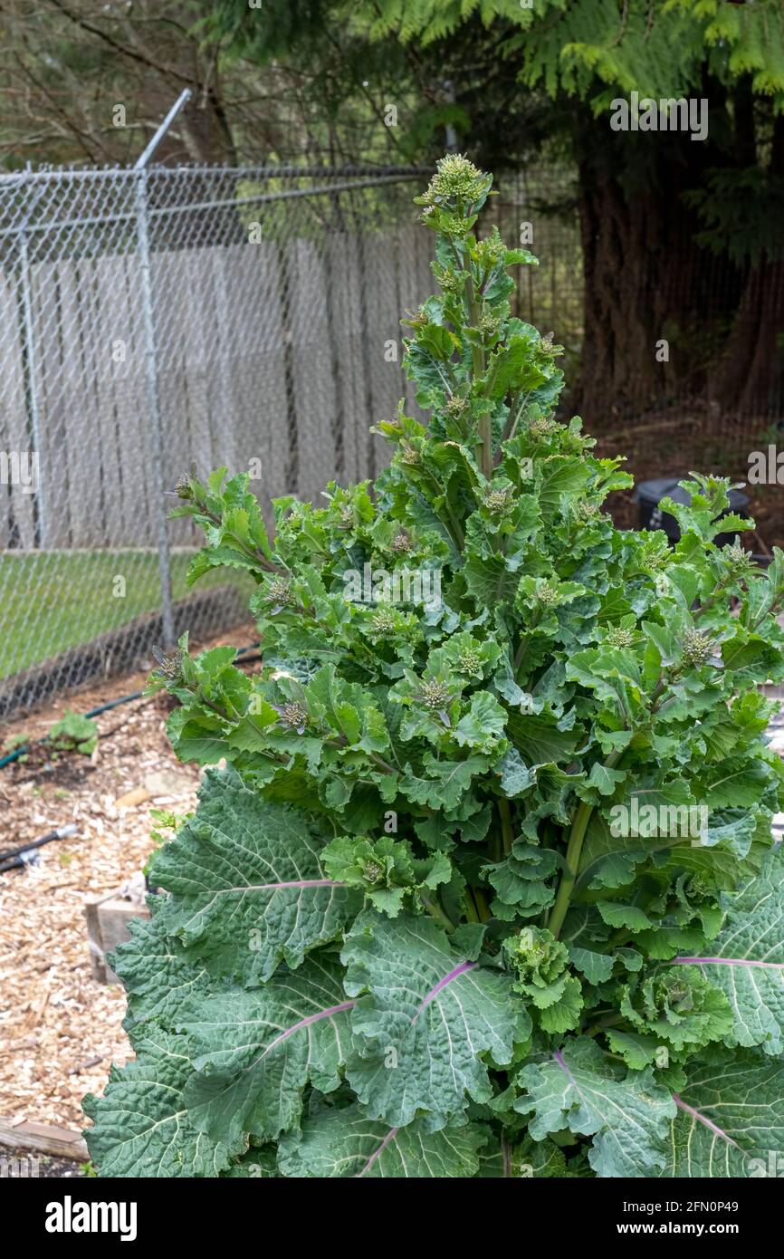 Issaquah, Washington, USA. Overwintered Rainbow Lacinato Kale plant gone to seed.  It is a cross of Lacinato with Redbor kale. Stock Photo