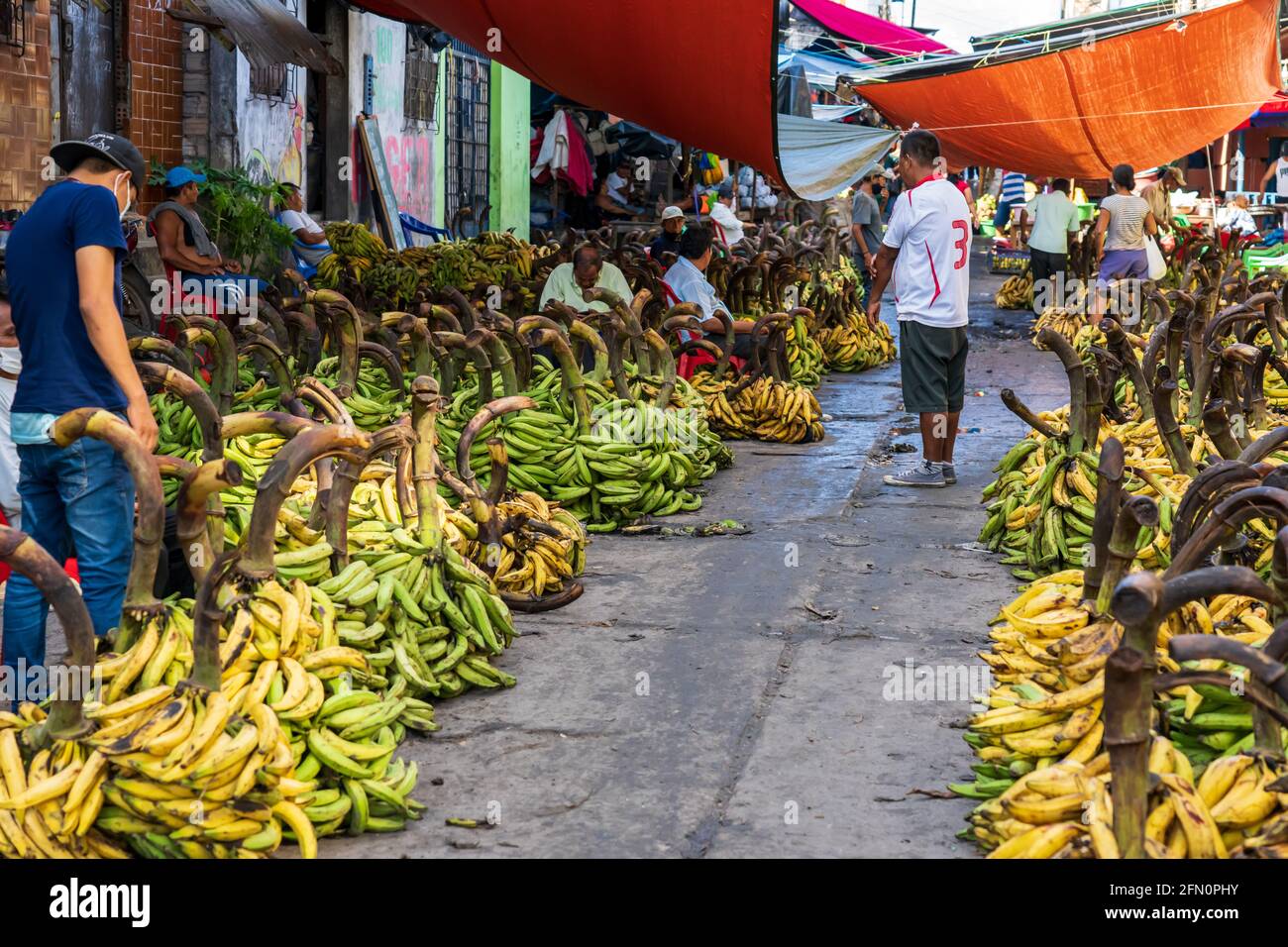 Plantains for sale at Belen market in Iquitos, Peru Stock Photo Alamy