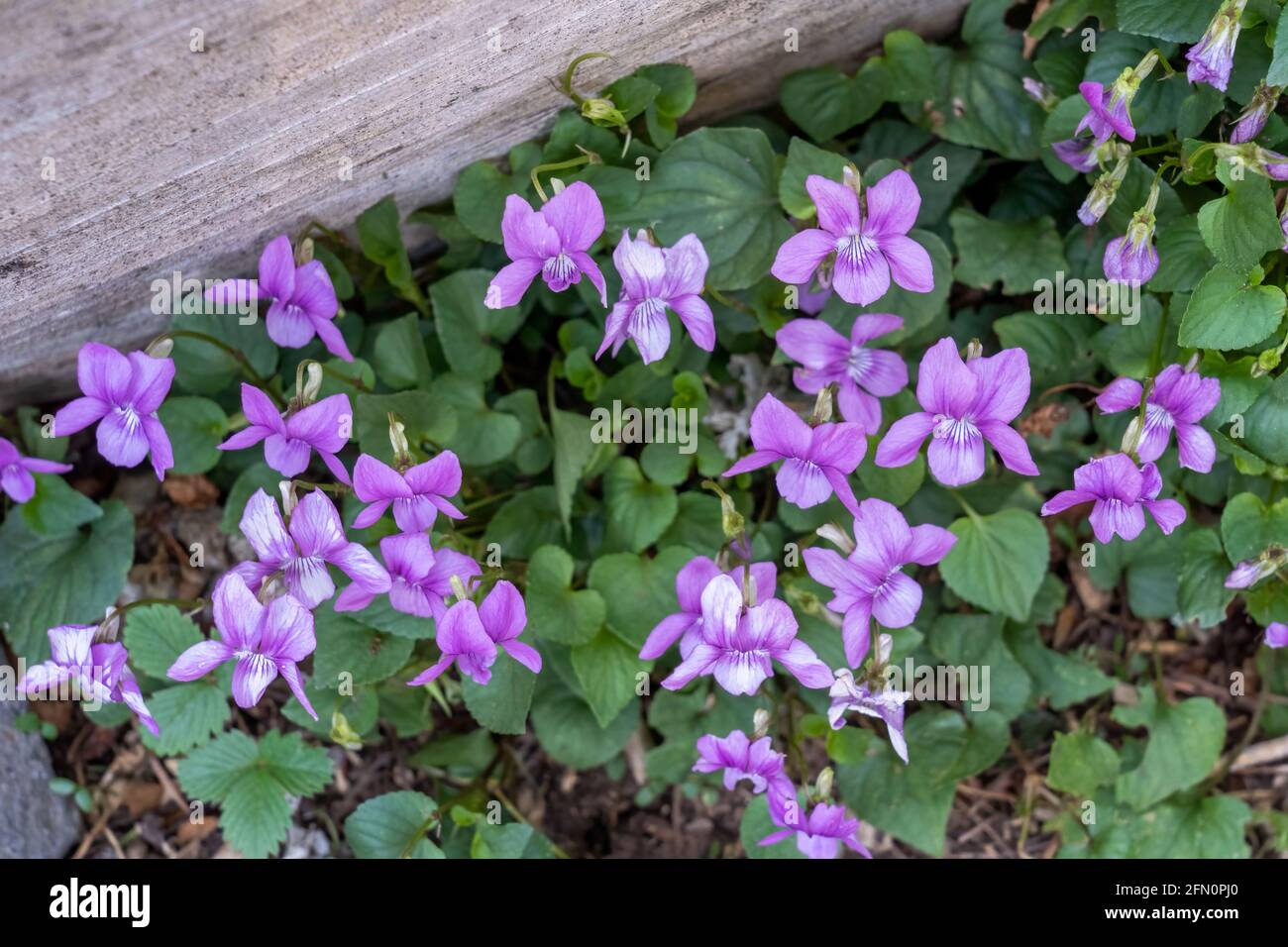 Issaquah, Washington, USA.  Viola sororia or called Common Blue Violet, short-stemmed herbaceous perennial.  Common names include including common mea Stock Photo