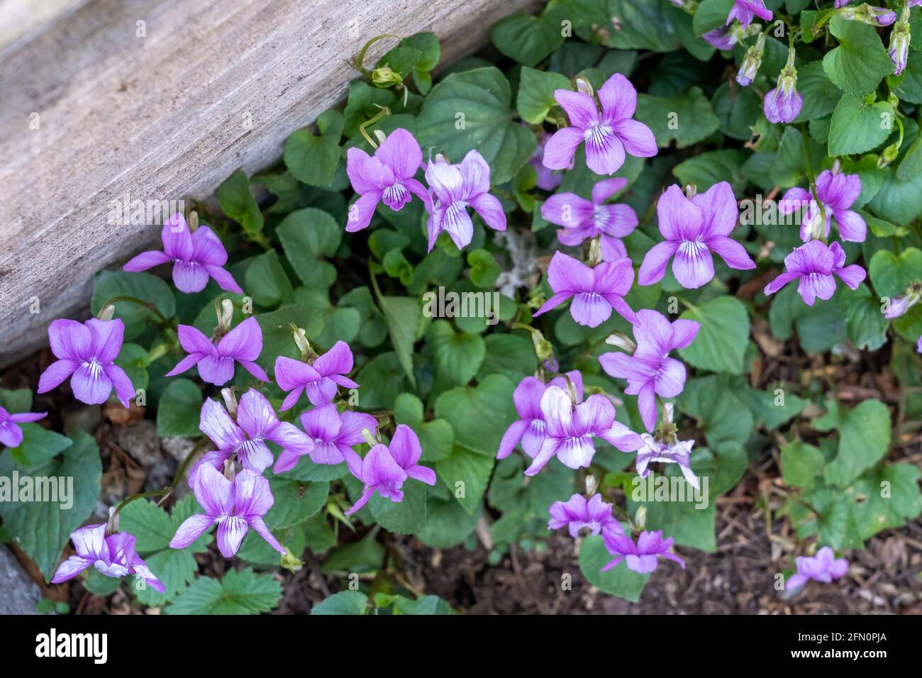 Issaquah, Washington, USA.  Viola sororia or called Common Blue Violet, short-stemmed herbaceous perennial.  Common names include including common mea Stock Photo