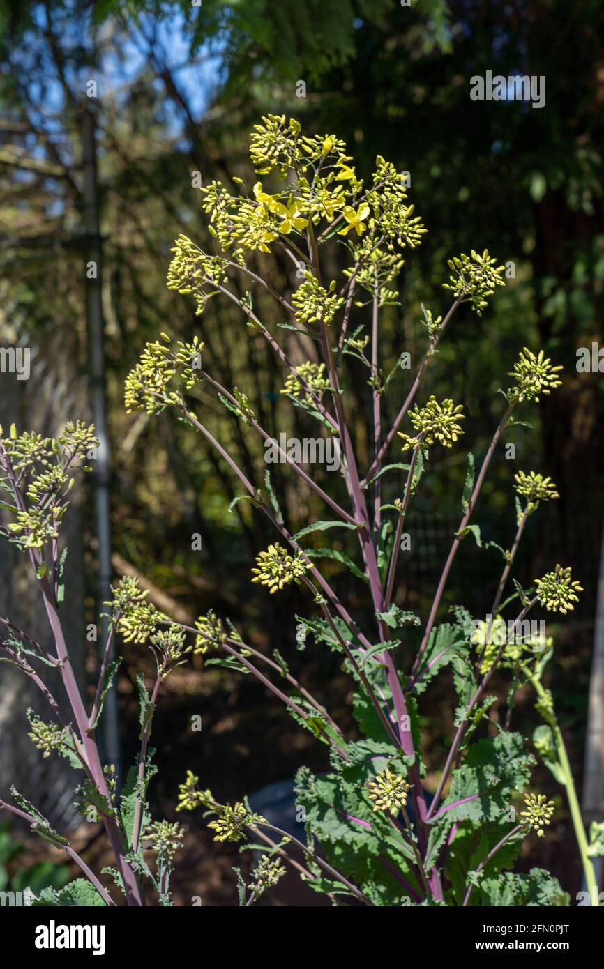 Issaquah, Washington, USA. Close-up of over-wintered Red Russian Kale with florets and flowers in early spring. Stock Photo