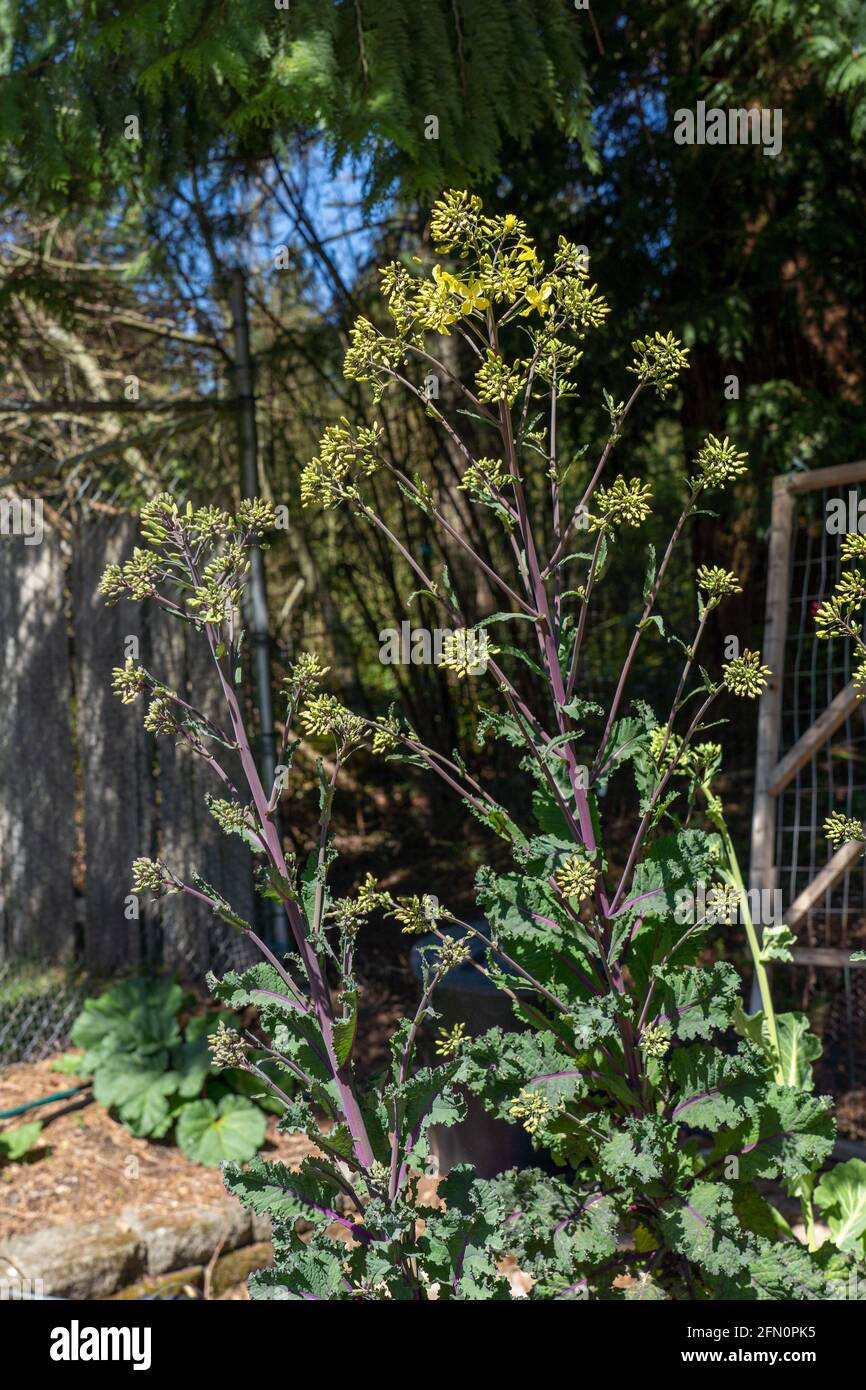 Issaquah, Washington, USA. Close-up of over-wintered Red Russian Kale with florets and flowers in early spring. Stock Photo