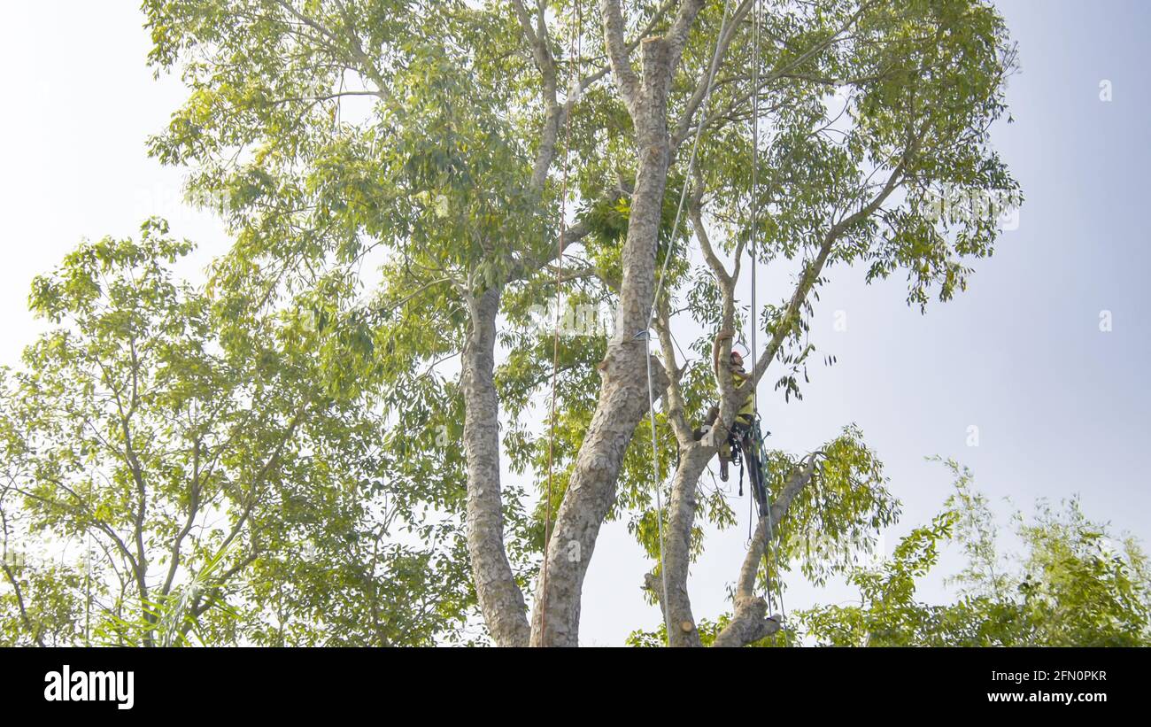 Tree Pruning Removal Cutting Stock Photo