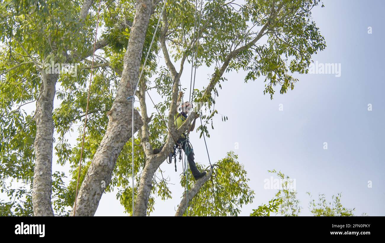 Tree Pruning Removal Cutting Stock Photo