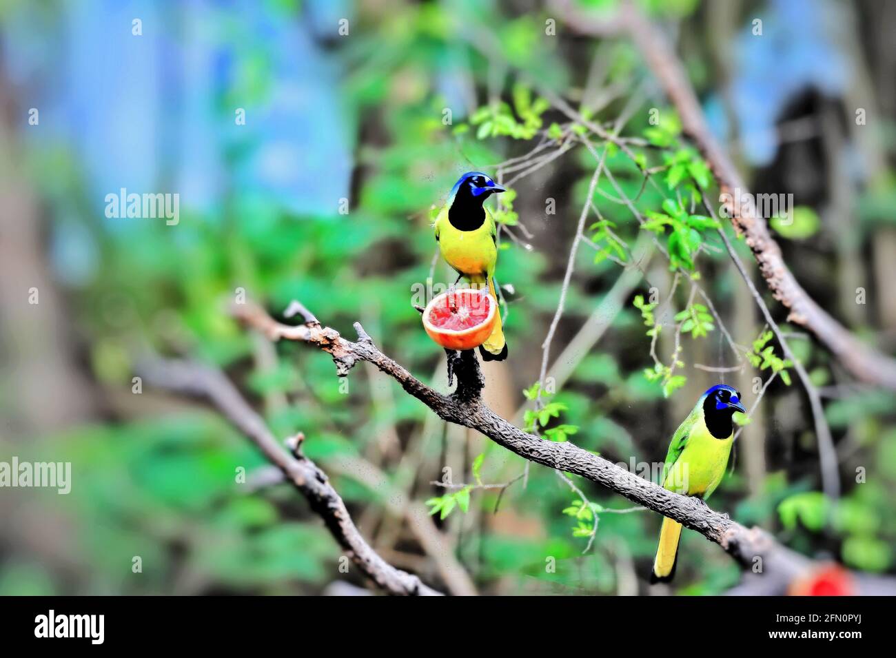 Green jays in a park near Mission Texas, where the park puts food out to attract birds. Stock Photo