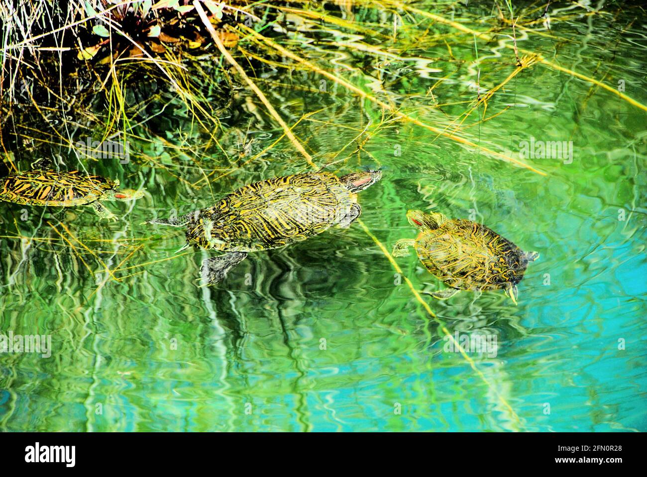 Three turtles swimming in the waters at the World Birding and nature Center on South Padre Island, on a sunny day. Stock Photo