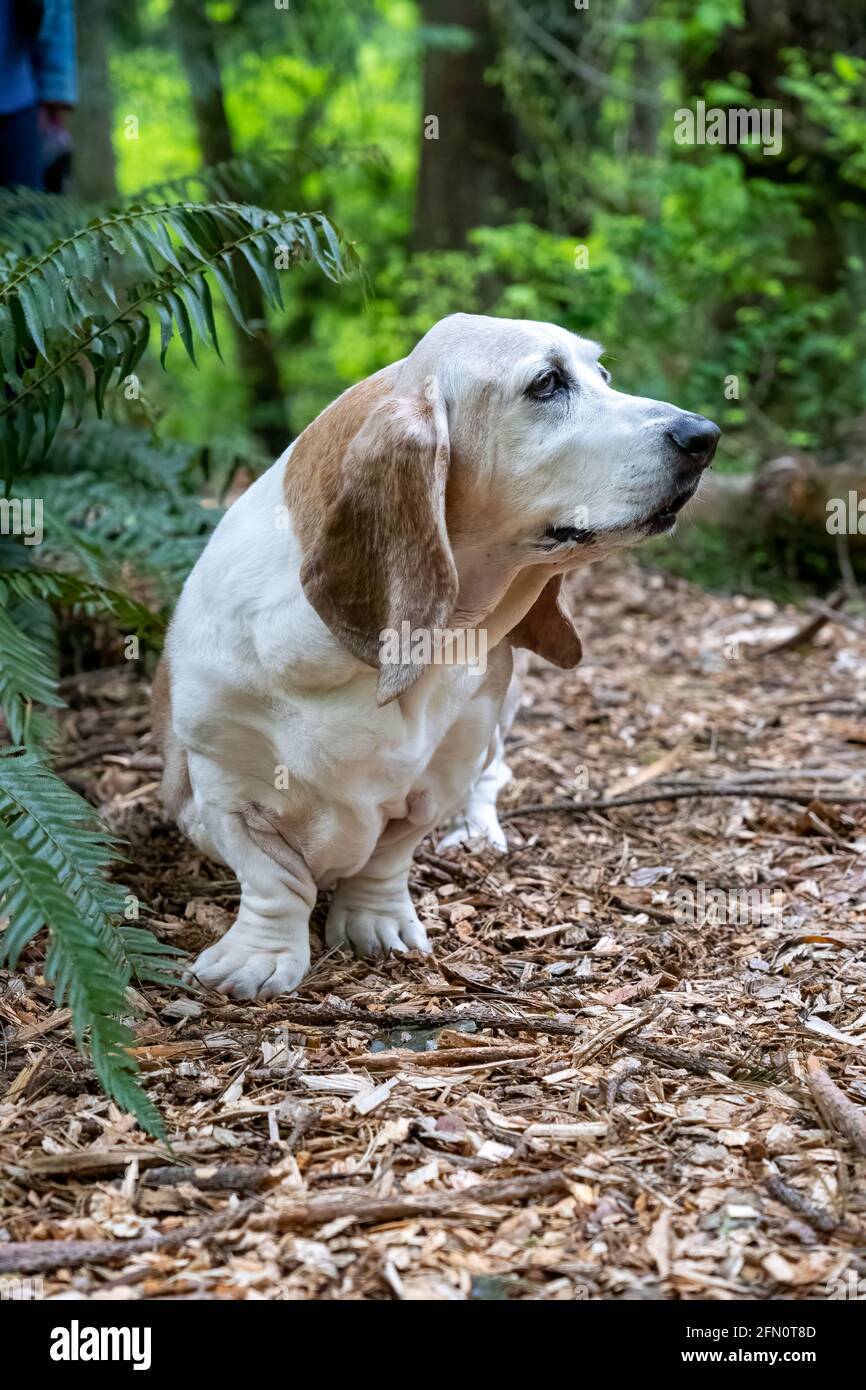 Why Is My Dog Sniffing The Air