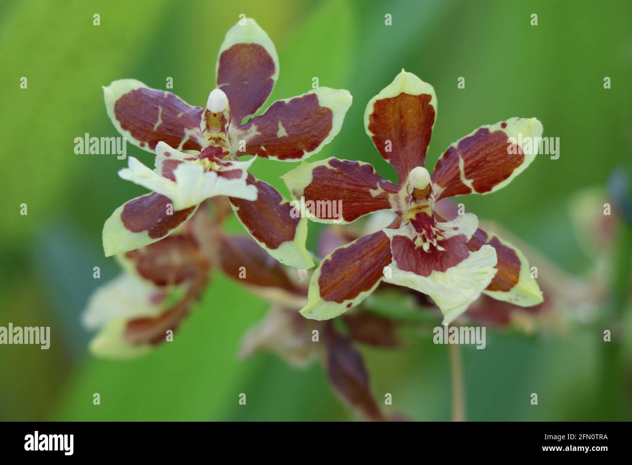 Blooming flower Oncidium altissimum Orchids. Wydler's dancing-lady orchid Stock Photo
