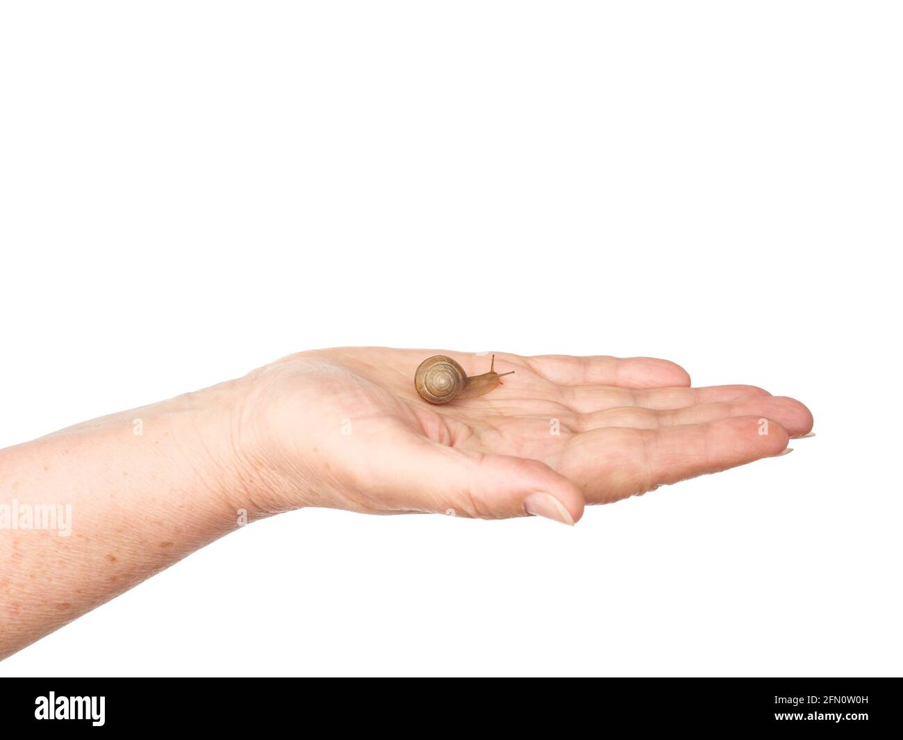 A snail is crawling along a woman's palm. Cosmetic product made from mucin snail mucus. Rejuvenation. Isolated. Stock Photo