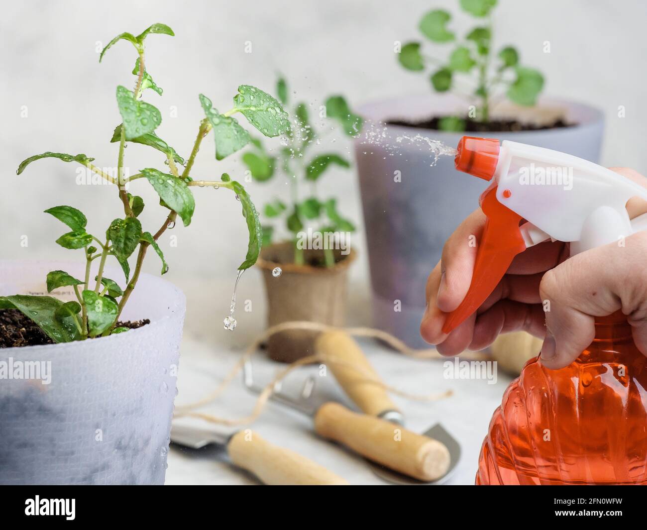 Spraying potted plants with water from a red spray bottle. On a light
